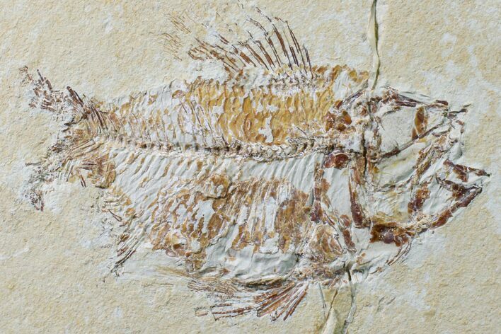 Cretaceous Fossil Fish (Ctenothrissa) - Lebanon #162723